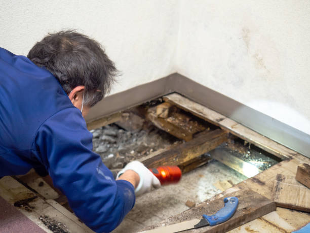 Best Home Mold Removal  in Maple Bluff, WI