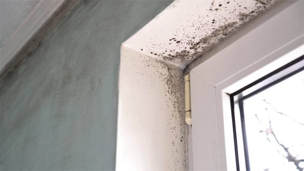 Crawl Space Mold Removal in Maple Bluff, WI