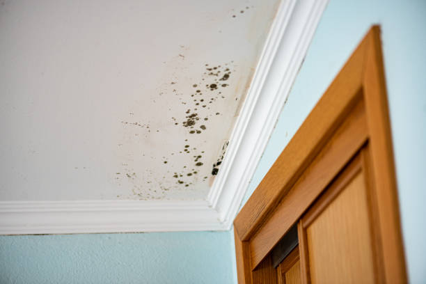 Best Mold Damage Repair  in Maple Bluff, WI