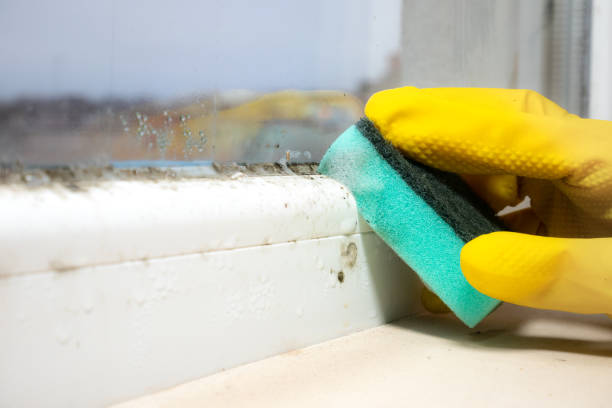 Best Office Mold Removal Services  in Maple Bluff, WI