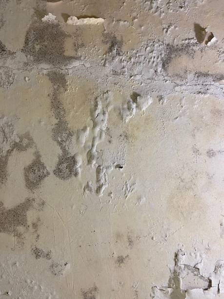 Certified Mold Removal in Maple Bluff, WI