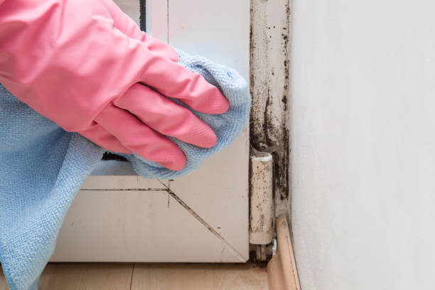 Best Black Mold Removal  in Maple Bluff, WI