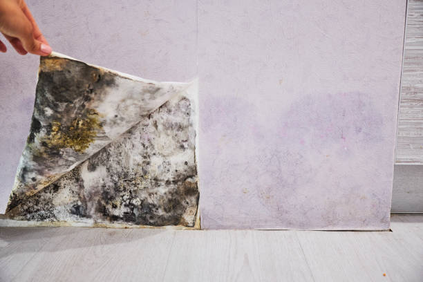 Best Mold Cleaning Services  in Maple Bluff, WI